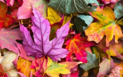 Autumn Update
